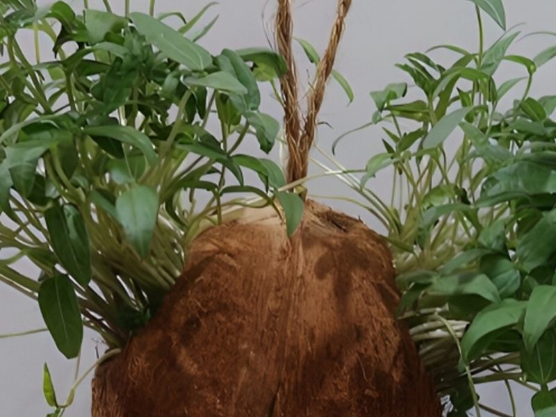 Coconut husk for plant Orchid